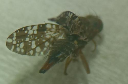 Réf. 353 824 : Tephritis ruralis